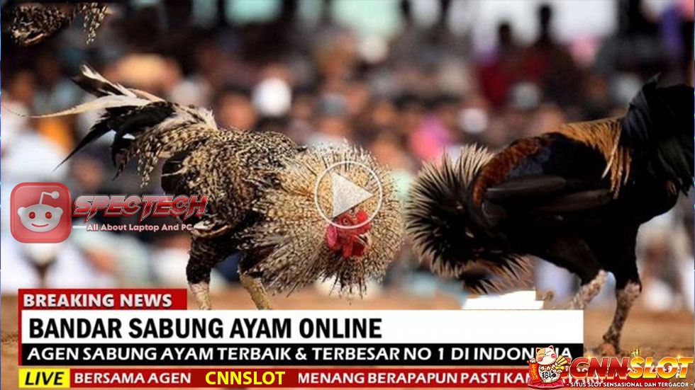 Tips Mudah Menang Bermain Sabung Ayam diSitus Online Gacor